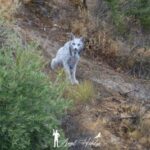 El &ldquo;fantasma blanco&rdquo; del Mediterr&aacute;neo: descubren el primer lince ib&eacute;rico leuc&iacute;stico jam&aacute;s fotografiado en la Pen&iacute;nsula