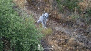 Lince ibérico leucístico
