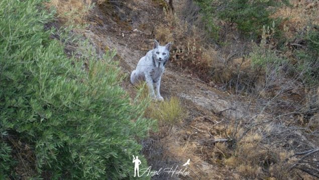 Lince ibérico leucístico
