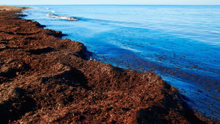 Vista de la playa con posidonia en Ibiza, resaltando la sostenibilidad marina.