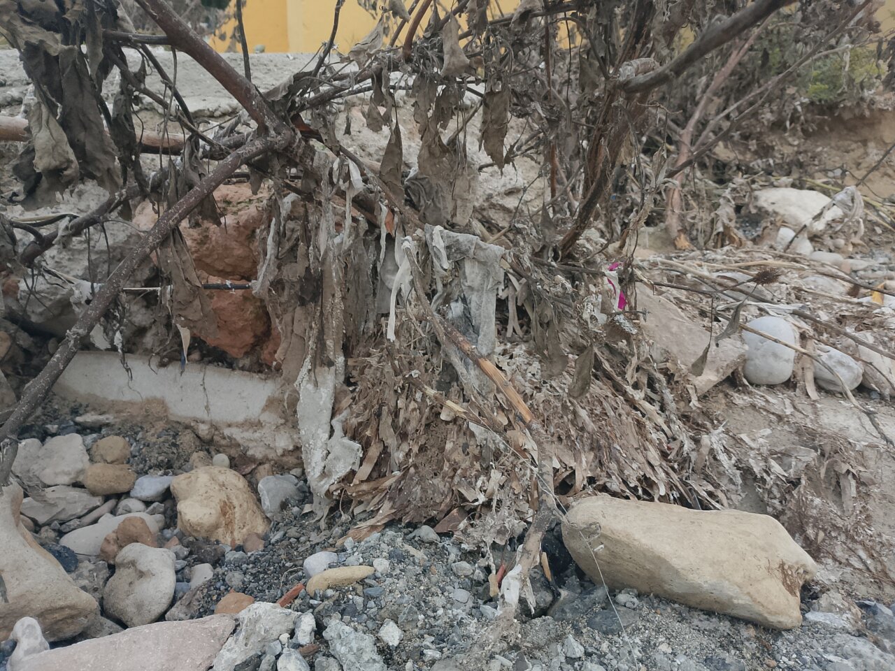 Residuos y vegetación en la orilla de Port des Torrent