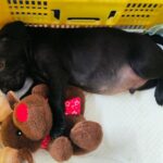 Cachorro negro durmiendo con un peluche en una cesta amarilla