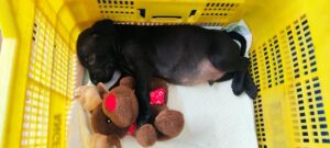 Cachorro negro durmiendo con un peluche en una cesta amarilla