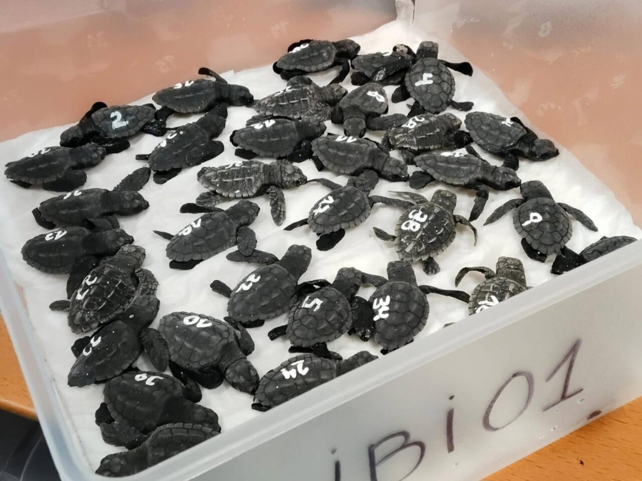 Grupo de tortugas marinas recién nacidas en un contenedor
