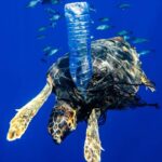 NatGeo desnuda el mar Balear: las impactantes fotos que revelan la otra cara de Ibiza