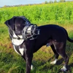 El multazo en Ibiza por incumplir todas las normativas para la tenencia de un perro potencialmente peligroso