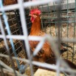 Gripe aviar: extienden las medidas de prevenci&oacute;n en toda Ibiza, pero con las gallinas al aire libre