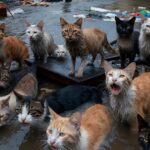 Sin salvavidas para los gatos: denuncian que el Plan de Emergencias de Ibiza los excluye