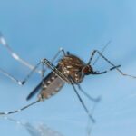 Detectado en Baleares el primer caso en España del virus Usutu en un donante de sangre