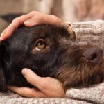 Estos son los nombres de perro más populares en Baleares en 2025