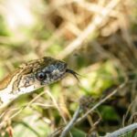 Récord de capturas de serpientes invasoras en Ibiza y alerta por la lagartija pitiusa