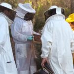 Las dos hip&oacute;tesis sobre robo que golpea proyecto clave para recuperar abeja aut&oacute;ctona de Ibiza