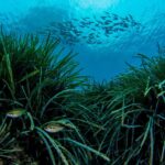 Investigadores identifican el método más eficiente para salvar la posidonia