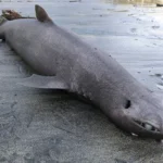 Un extra&ntilde;o tibur&oacute;n foca aparece varado en la playa de Asturias y desata inter&eacute;s cient&iacute;fico