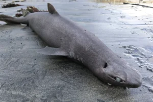 El tibur&oacute;n foca varado en la playa de Luarca, Asturias