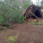 Impactantes im&aacute;genes en Sant Josep: diez &aacute;rboles centenarios derribados tras el temporal