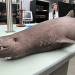 Aparece un tibur&oacute;n foca encallado en Asturias: c&oacute;mo es la especie y qu&eacute; le sucedi&oacute;
