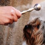 San Ant&oacute;n 2026 en Asturias: horarios y parroquias para la bendici&oacute;n de mascotas