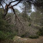 No fue solo el temporal: expertos alertan de problemas graves tras la caída de árboles en Ibiza