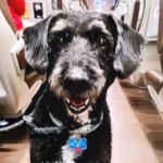 Localizan a Boro, el perro desaparecido en el accidente de trenes de Adamuz: todo lo que se sabe sobre el animal