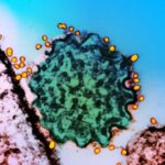 ¿El virus Nipah puede llegar a Europa? El ECDC brinda detalles de la propagación de la enfermedad