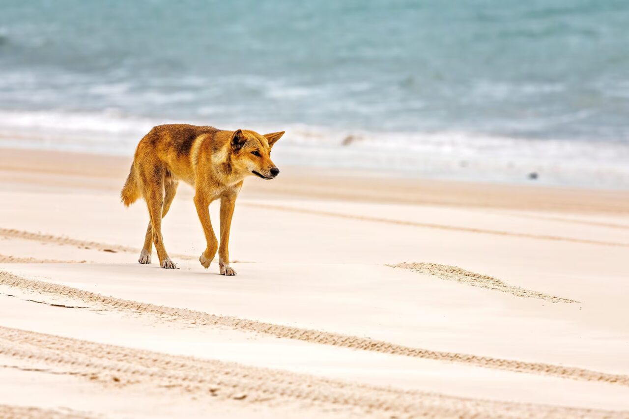 Un dingo caminando sobre la playa de la Isla Fraser, tambi&eacute;n conocida como K'gari