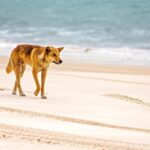 Hallan muerta en una playa australiana a una joven de 19 años rodeada de dingos: la policía no cierra ninguna hipótesis