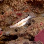 Más calor, pero no más peces tropicales en todo el Mediterráneo español