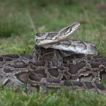 Una noche de terror en Brisbane: una mujer descubre una pit&oacute;n gigante sobre su cuerpo mientras dorm&iacute;a