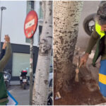 Ibiza refuerza la vigilancia sobre su arbolado tras los desplomes por los temporales: las se&ntilde;ales de alerta detectadas