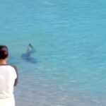 Tibur&oacute;n del Puerto de Ibiza irrumpe ahora en c&eacute;ntrica playa