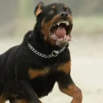 Alarma en Sant Josep tras el ataque mortal de dos rottweilers: PACMA alerta del descontrol en la tenencia de animales