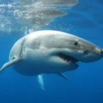 Un tibur&oacute;n blanco en el Mediterr&aacute;neo: el hallazgo en Alicante que intriga a los expertos