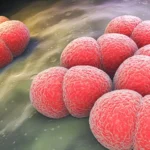 Qu&eacute; es la meningitis, la enfermedad detr&aacute;s del brote &ldquo;sin precedentes&rdquo; que ha encendido las alarmas en Reino Unido