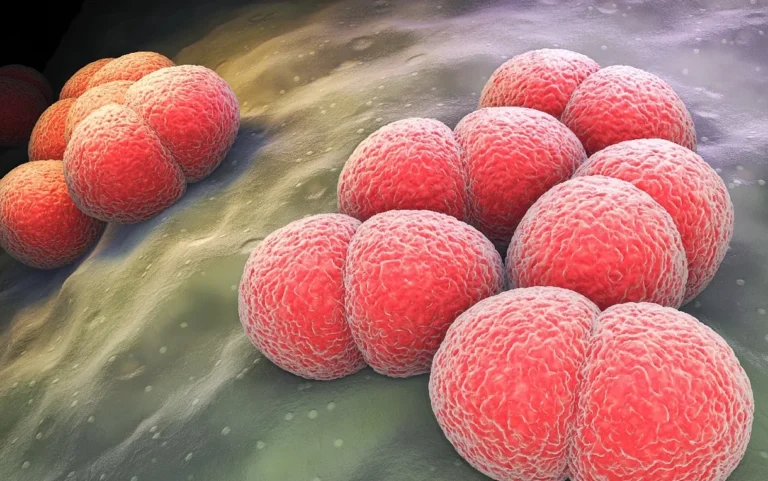 Muestras de la bacteria Neisseria meningitidis, uno de los agentes infecciosos capaces de provocar formas severas de meningitis