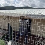 Sa Coma vuelve al centro de la pol&eacute;mica en Ibiza: denuncian jaulas oxidadas y techos que salen volando en el refugio animal