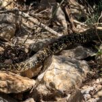 Un excursionista se topa cara a cara con una serpiente de m&aacute;s de dos metros en Ibiza