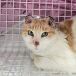 Piden ayuda urgente en Ibiza para salvar a &ldquo;Suerte&rdquo;, un gato con c&aacute;ncer que necesita tratamiento inmediato