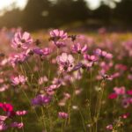 ¿Cuándo empieza la primavera en 2026? La fecha exacta que marca el cambio de estación