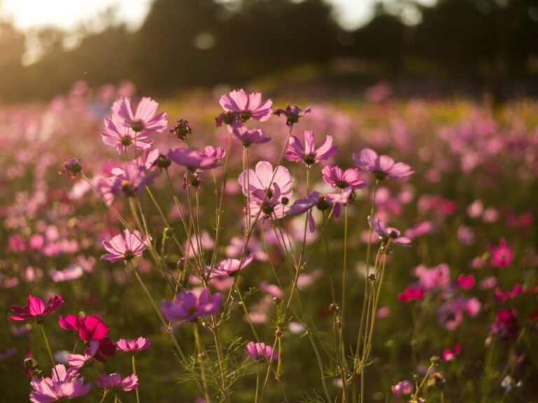 Equinoccio de primavera