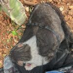 El &ldquo;caso Houdini&rdquo; desata cr&iacute;ticas en Ibiza por la recogida de animales heridos en Sant Antoni