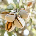 Desaparecieron 10.000 toneladas de almendra en Granada en una sola noche: qué ocurrió