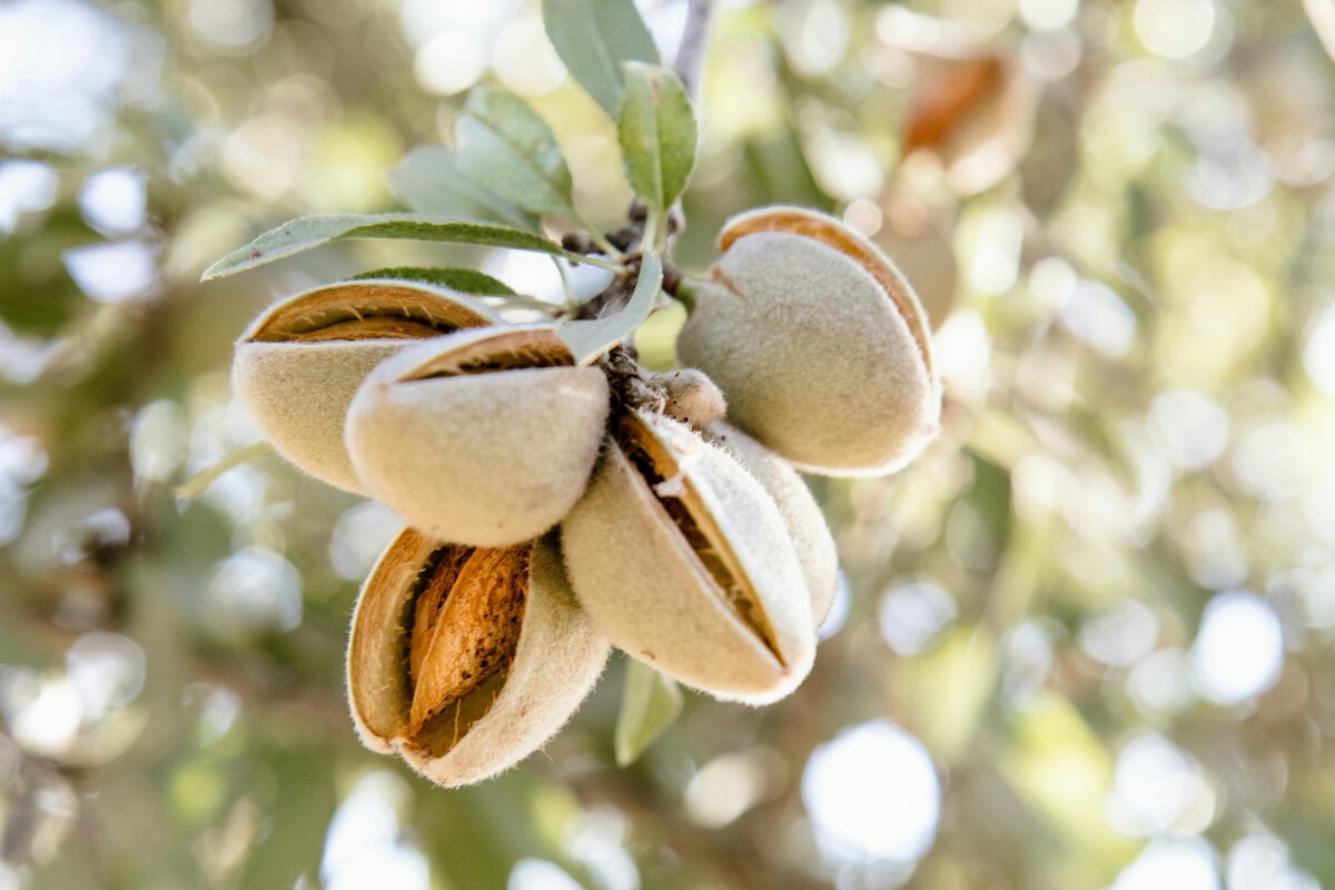 Almendras