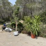 Indignación en Ibiza: roban plantas en plena carretera mientras los trabajadores estaban comiendo
