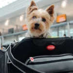 Viajar con tu mascota ya no será igual: qué cambia desde hoy y qué documentación exige la nueva normativa en la UE