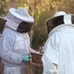 Alarma en Ibiza: un robo de colmenas pone en jaque ocho años de trabajo para recuperar la abeja autóctona