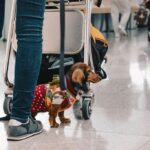 Los nuevos requisitos de la UE para viajar con mascotas: documento de &laquo;animal de compa&ntilde;&iacute;a&raquo; y vacunas