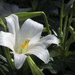 El lirio de lanza gigante