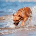 Un perro potencialmente peligroso desata el caos en Playa d’en Bossa: otro animal, gravemente herido