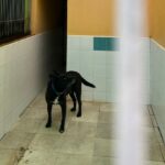 Así viven los perros de Sa Coma cuando llueve: denuncian filtraciones en el centro
